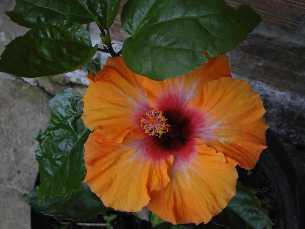 Pousada Do Oasis Morretes Dış mekan fotoğraf